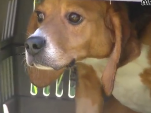 Beagle da laboratorio: paura della libertà