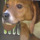 <b>Beagle da laboratorio: paura della libertà</b>
