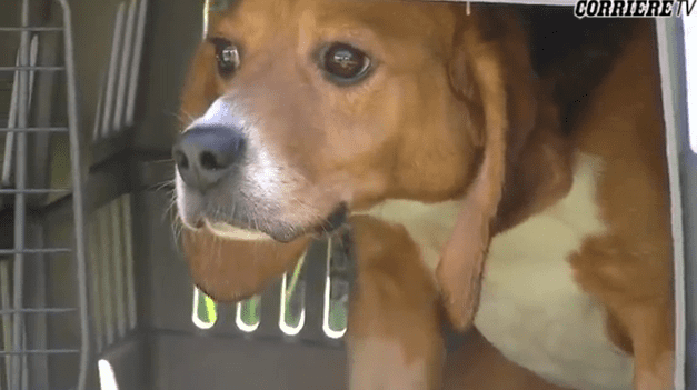 Beagle da laboratorio: paura della libertà